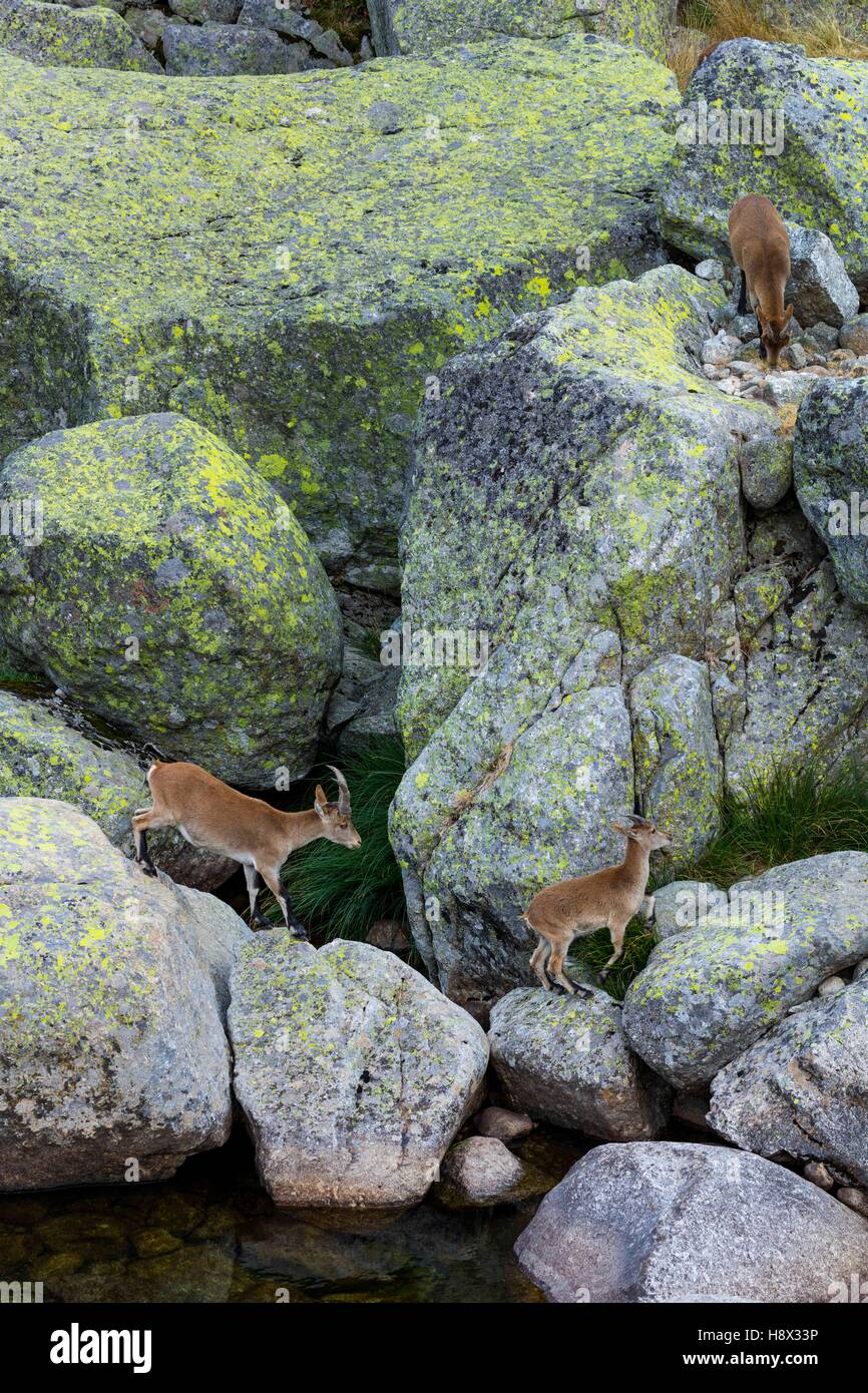 Iberian ibex Spanish ibex Spanish wild goat or Iberian wild goat (Capra pyrenaica) Sierra de Gredos Avila Castilla y León Spain Stock Photo