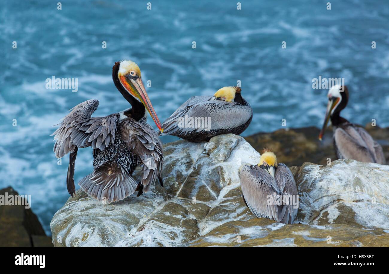 Brown pelican (Pelecanus occidentalis), La Jolla, San Diego, California, Usa, America Stock Photo