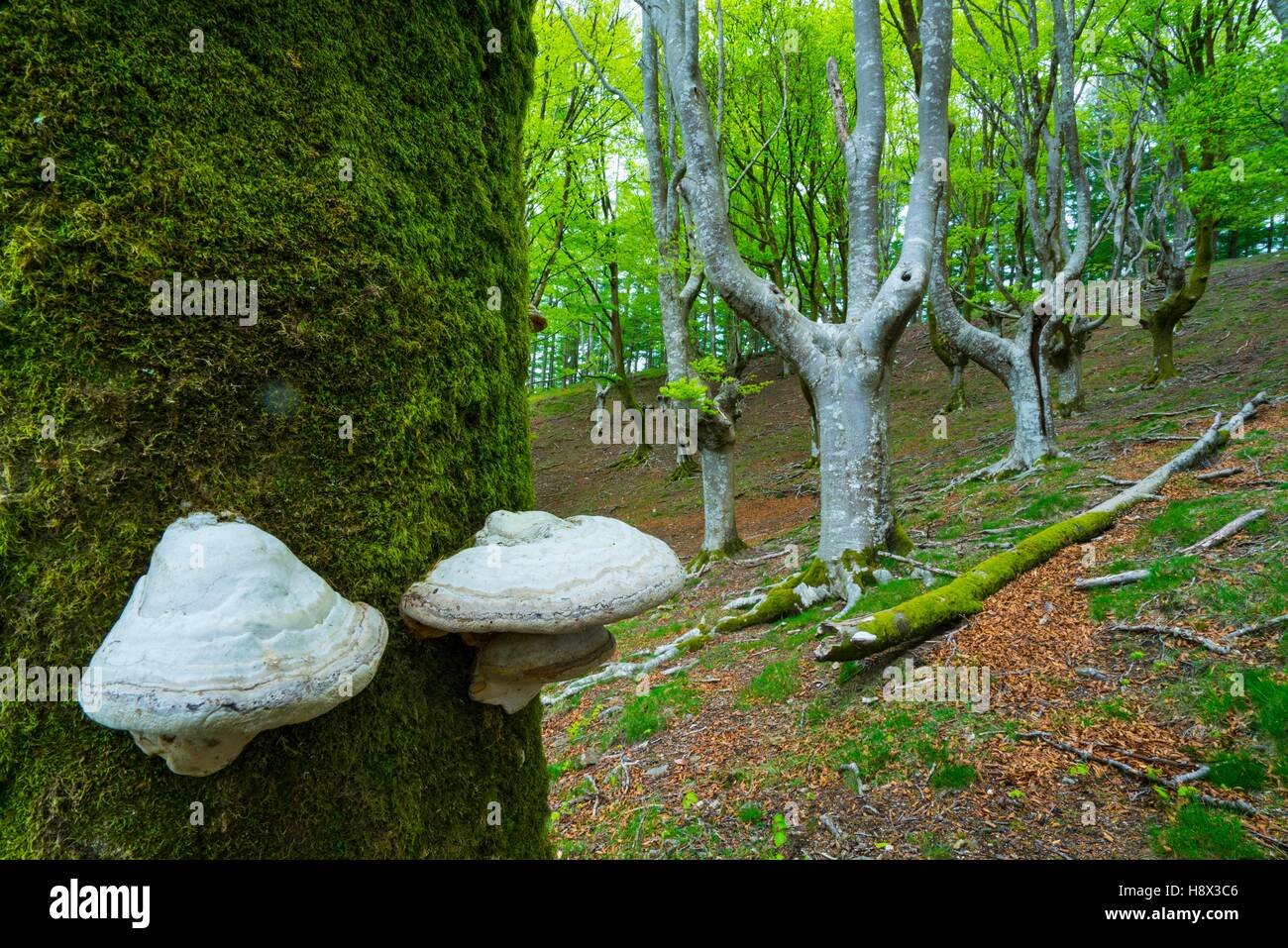 Beech forest, Oianleku, Peñas de Aia Natural Park, Gipuzkoa, Basque Country, Spain, Europe Stock Photo