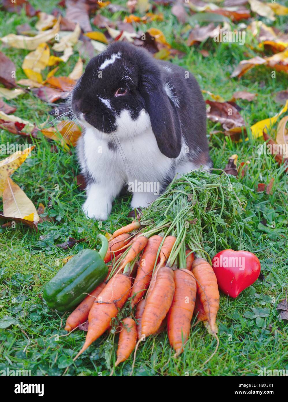 Dwarf ram rabbit next to a bunch of carrots with tops, peppers Stock ...