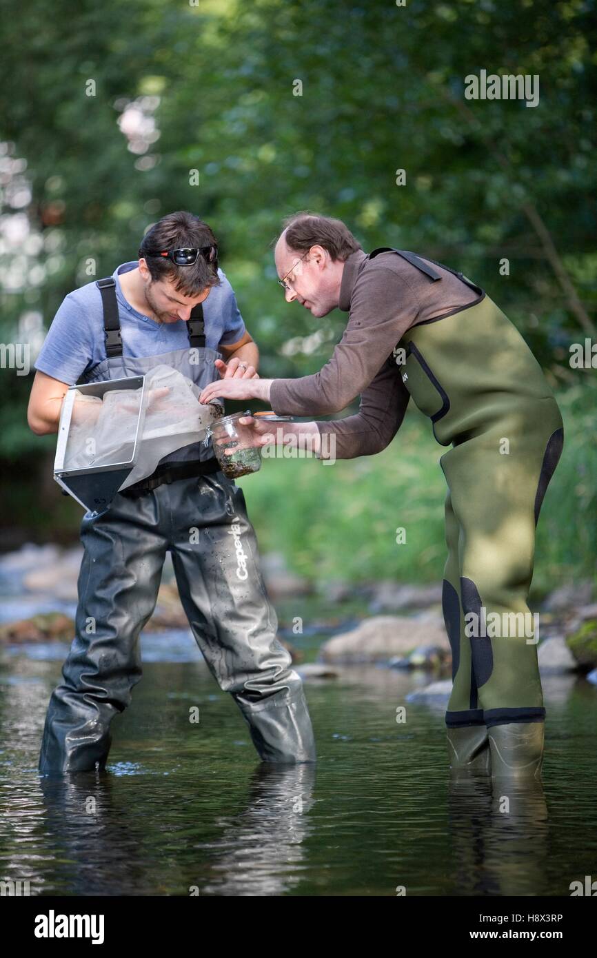 Harvest of benthic fauna in a river, entomological inventory, river Doller, Haut Rhin, France Stock Photo