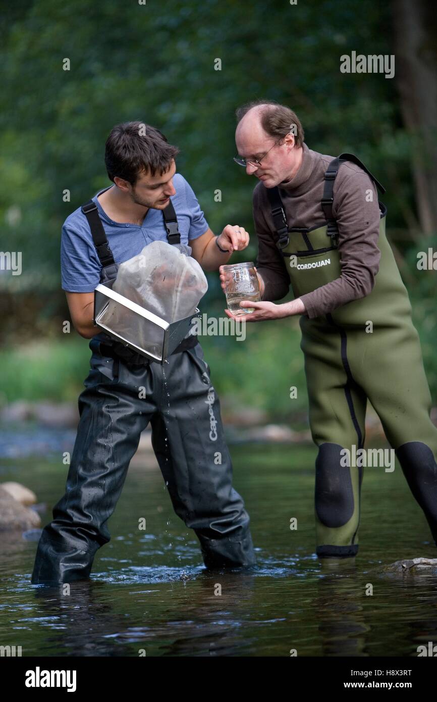 Harvest of benthic fauna in a river, entomological inventory, river Doller, Haut Rhin, France Stock Photo