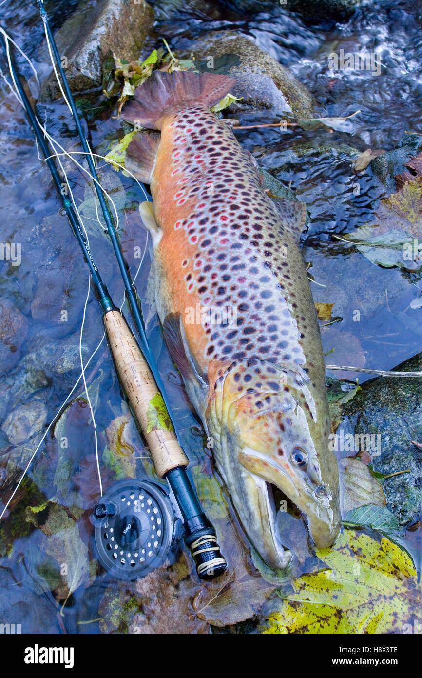 Brown trout (Salmo trutta fario), Fly Fishing, Haut Rhin, France Stock Photo Alamy