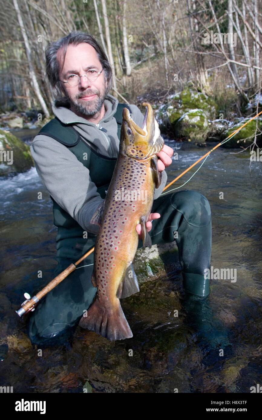 Brown trout (Salmo trutta fario), Fly Fishing, Presentation of a large male, Haut Rhin, France