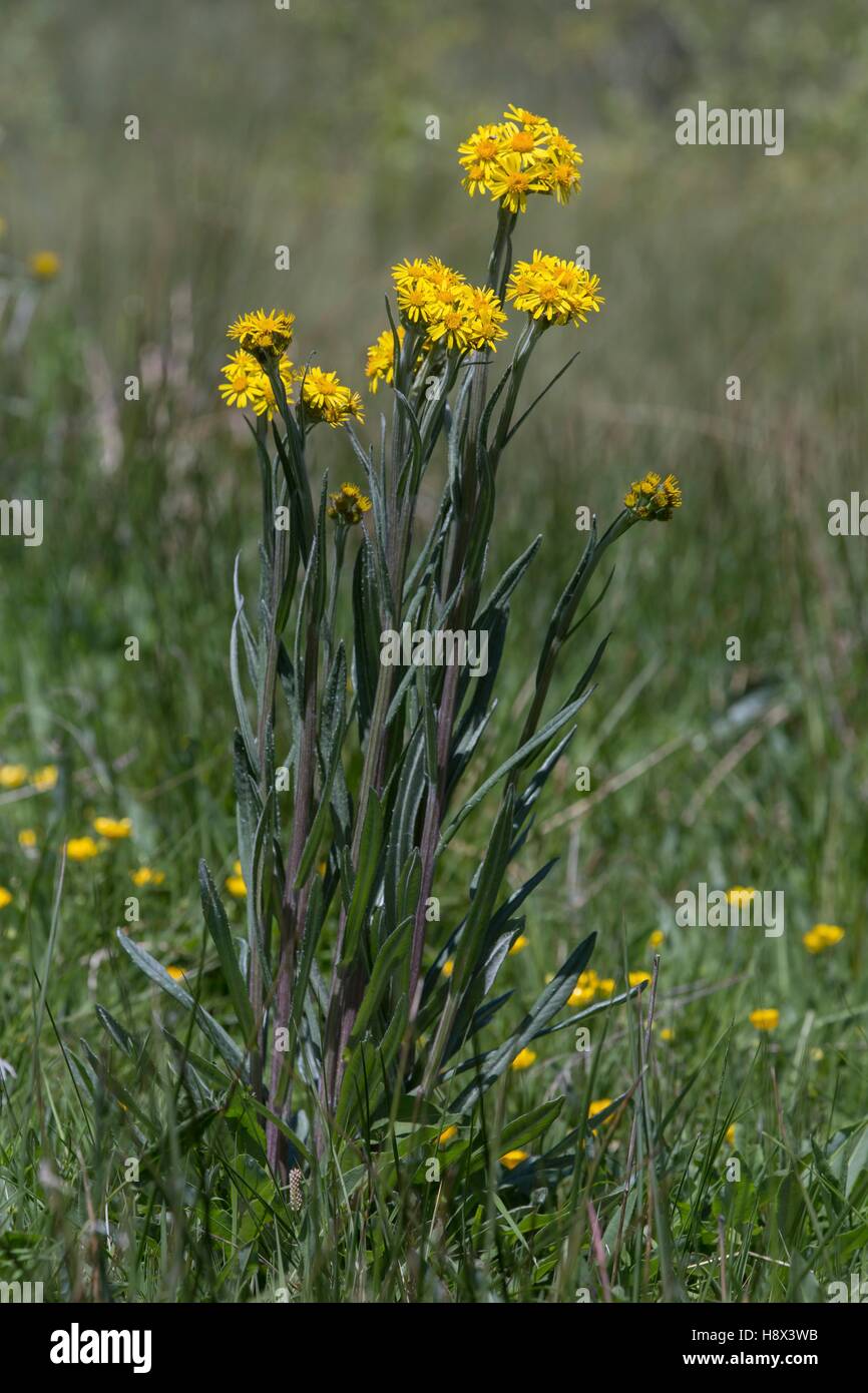 Fen Ragwort (Jacobaea paludosa), Flowers group near a bog in spring, Around Chavagnac, Auvergne, France Stock Photo
