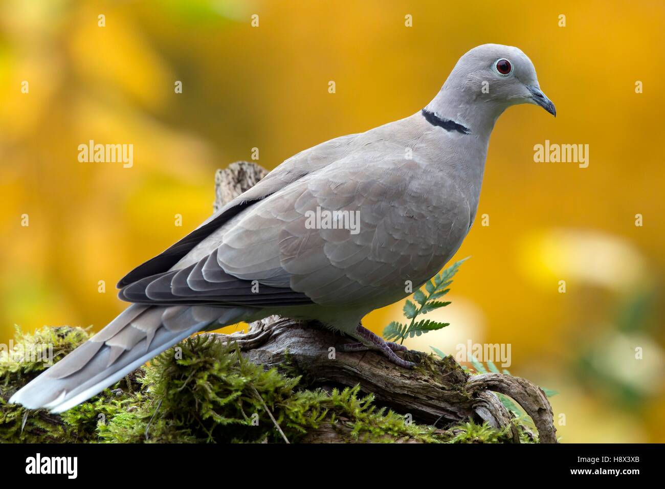 Eurasian Collared Dove (Streptopelia decaocto), On a deadwood branch in