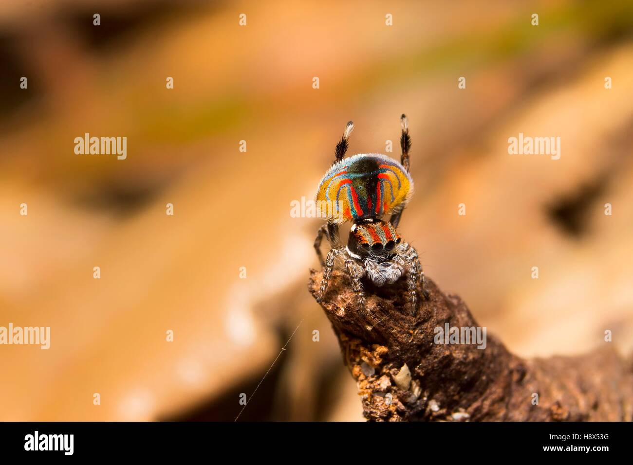 A Male Peacock Spider Maratus Volans Displaying For A Female Stock Photo Alamy