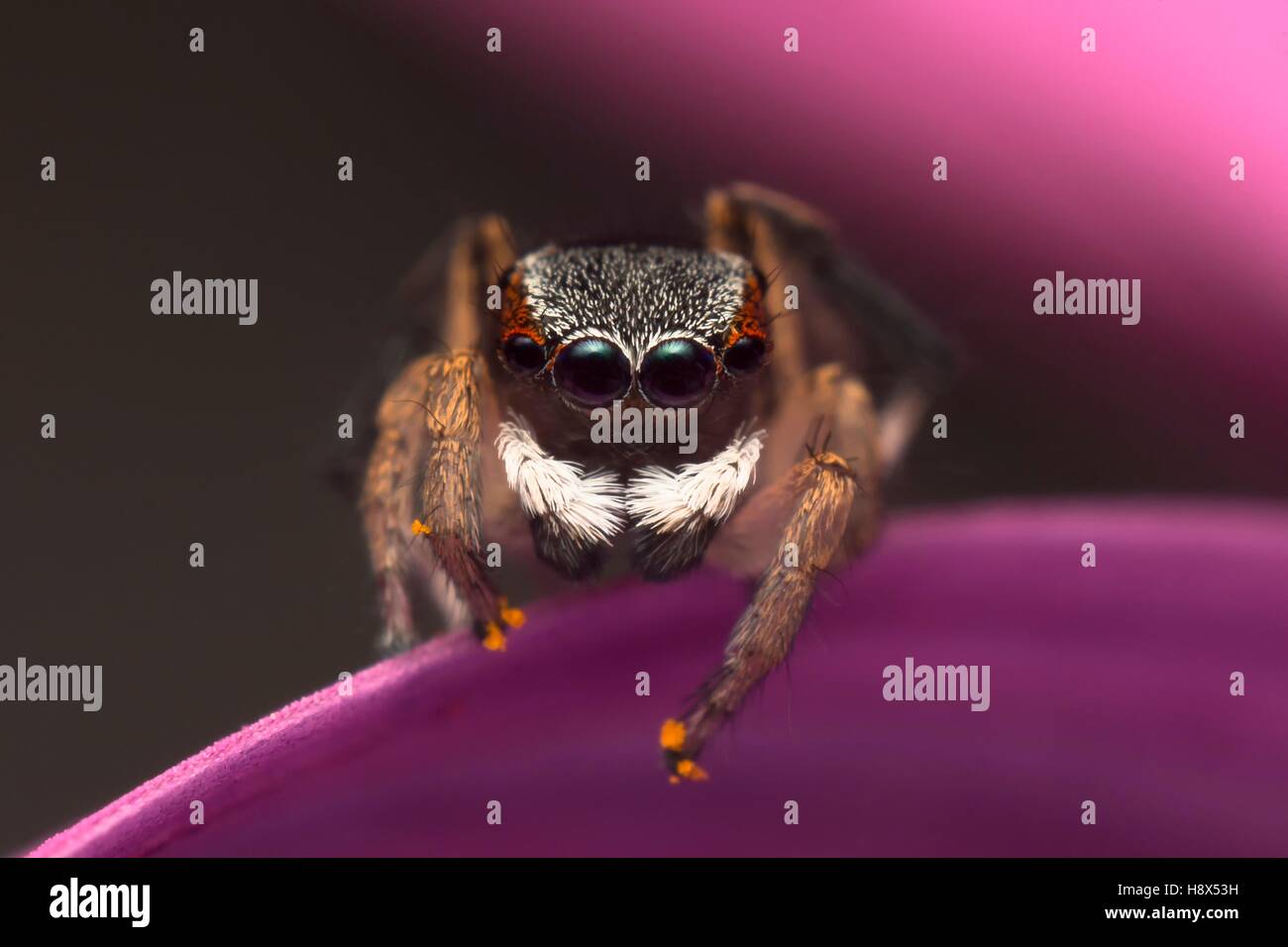 a male Maratus anomalus Peacock jumping spider with pollen balls stuck to his feet. Stock Photo