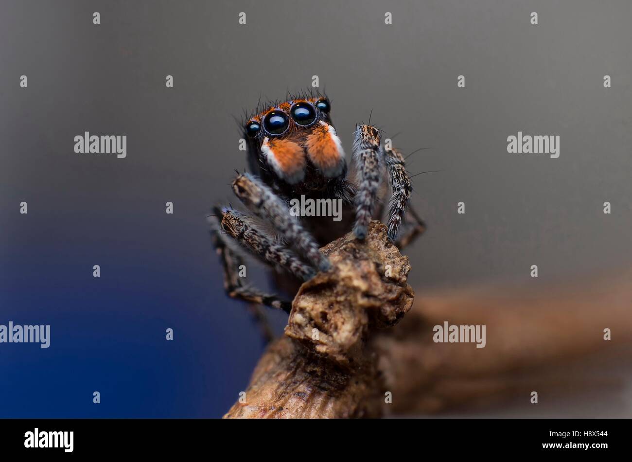 Peacock jumping spider High Resolution Stock Photography and Images - Alamy