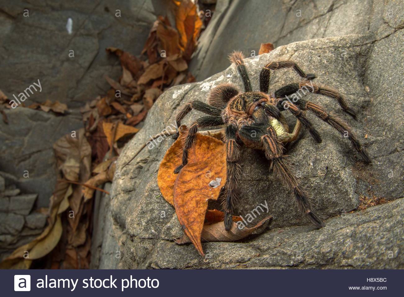 Tarantula Prey Stock Photos & Tarantula Prey Stock Images Alamy