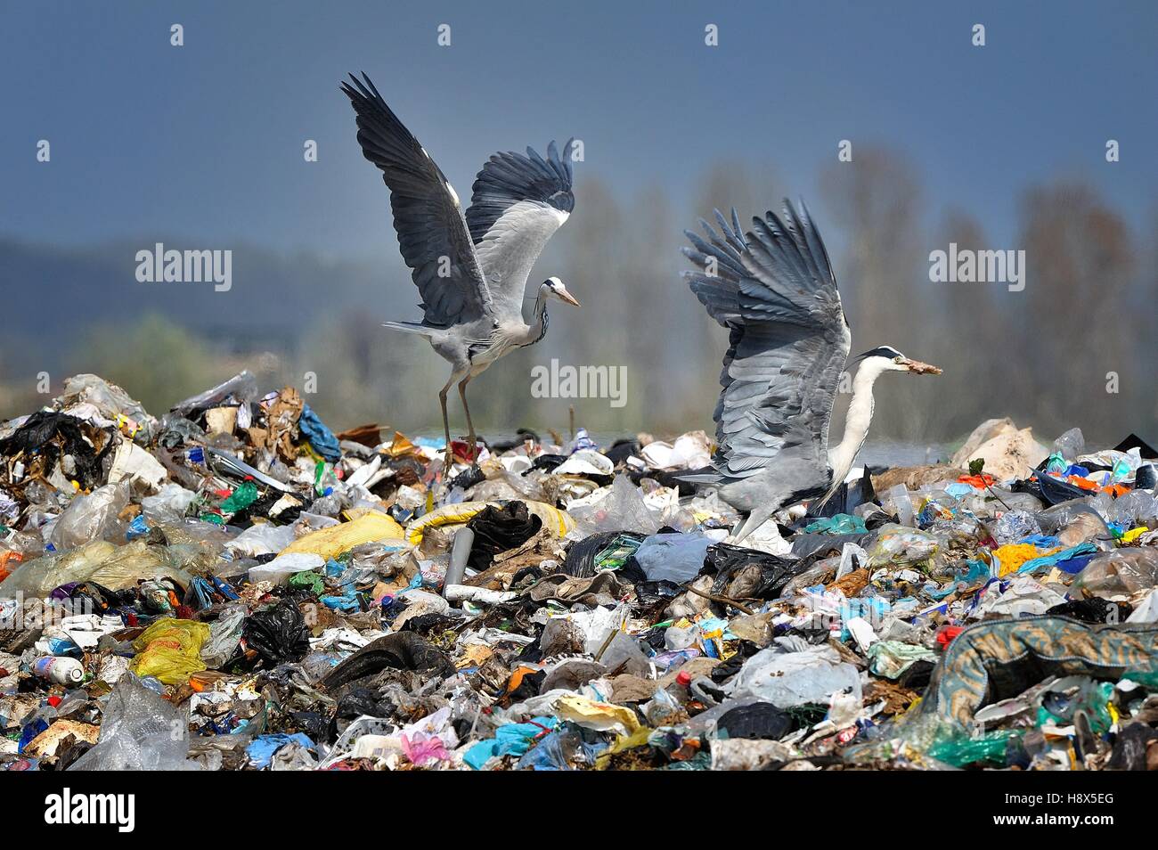 Grey Herons, like other animals in dump fight for food, just the fastest birds obtain food Stock Photo