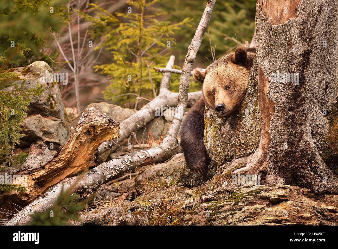 Brown bear (Ursus arctos), Bavarian Forest National Park, Germany Stock ...