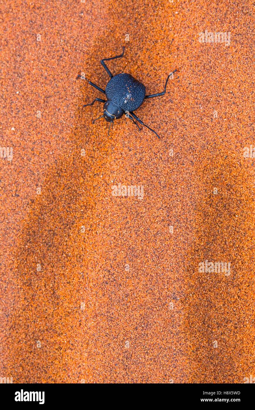 Longlegged darkling beetle (Stenocara dentata), Namib Naukluft