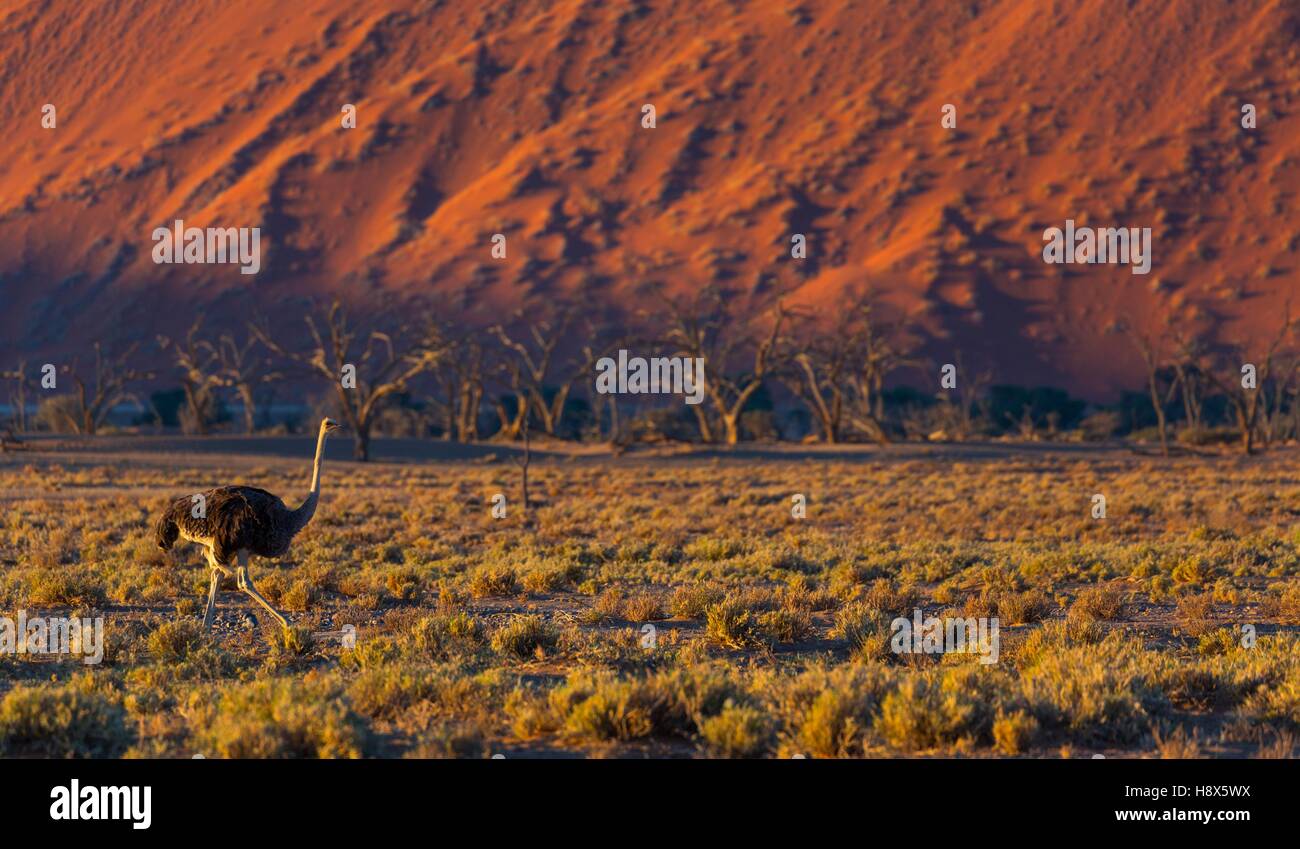 Ostrich or common ostrich (Struthio camelus), Namib Naukluft National Park, Namibia, Africa Stock Photo
