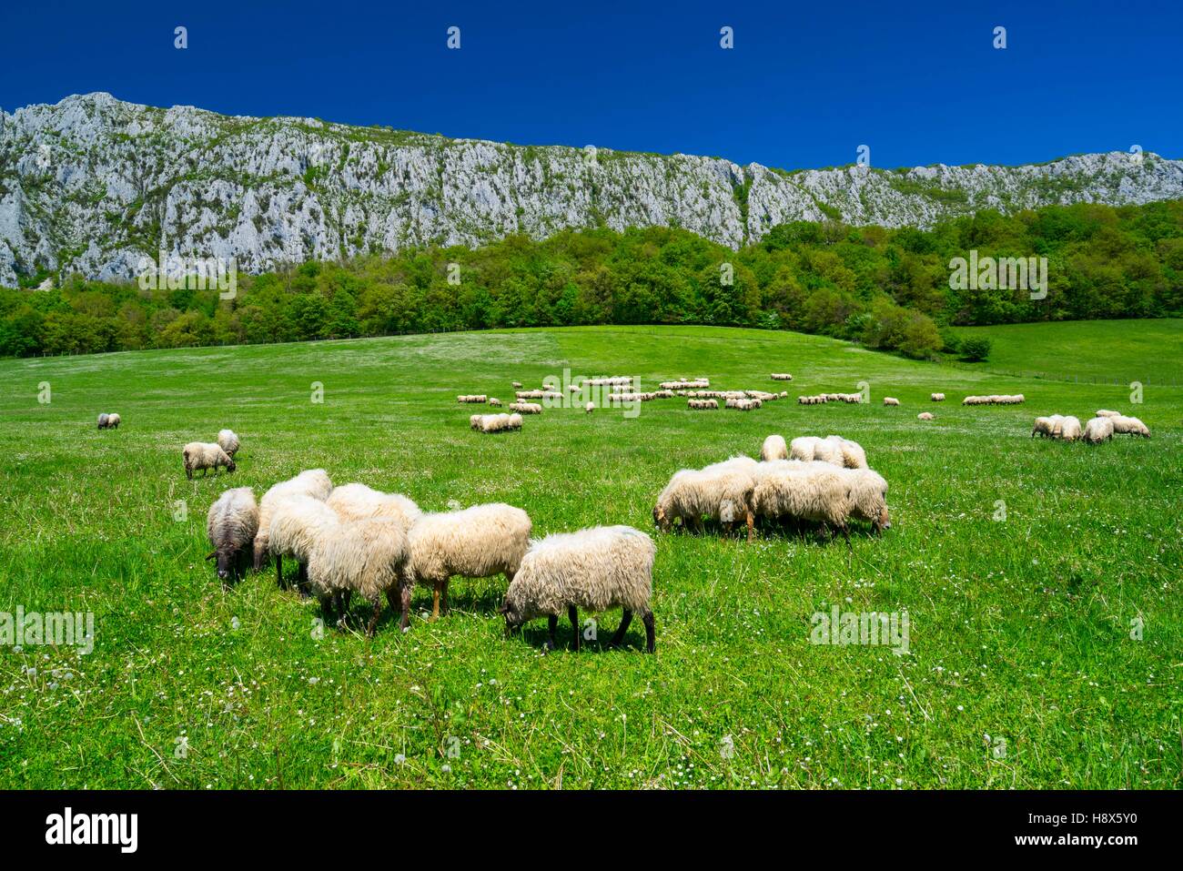 Sheep, Hoya de La Leze, Alava, Basque Country, Spain, Europe Stock Photo