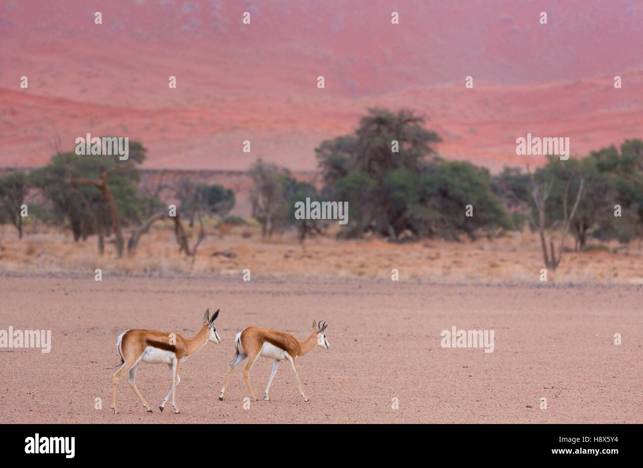 Springbok (Antidorcas marsupialis), Namib Naukluft National Park, Namibia, Africa Stock Photo