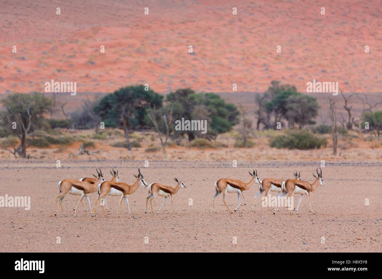 Springbok (Antidorcas marsupialis), Namib Naukluft National Park, Namibia, Africa Stock Photo