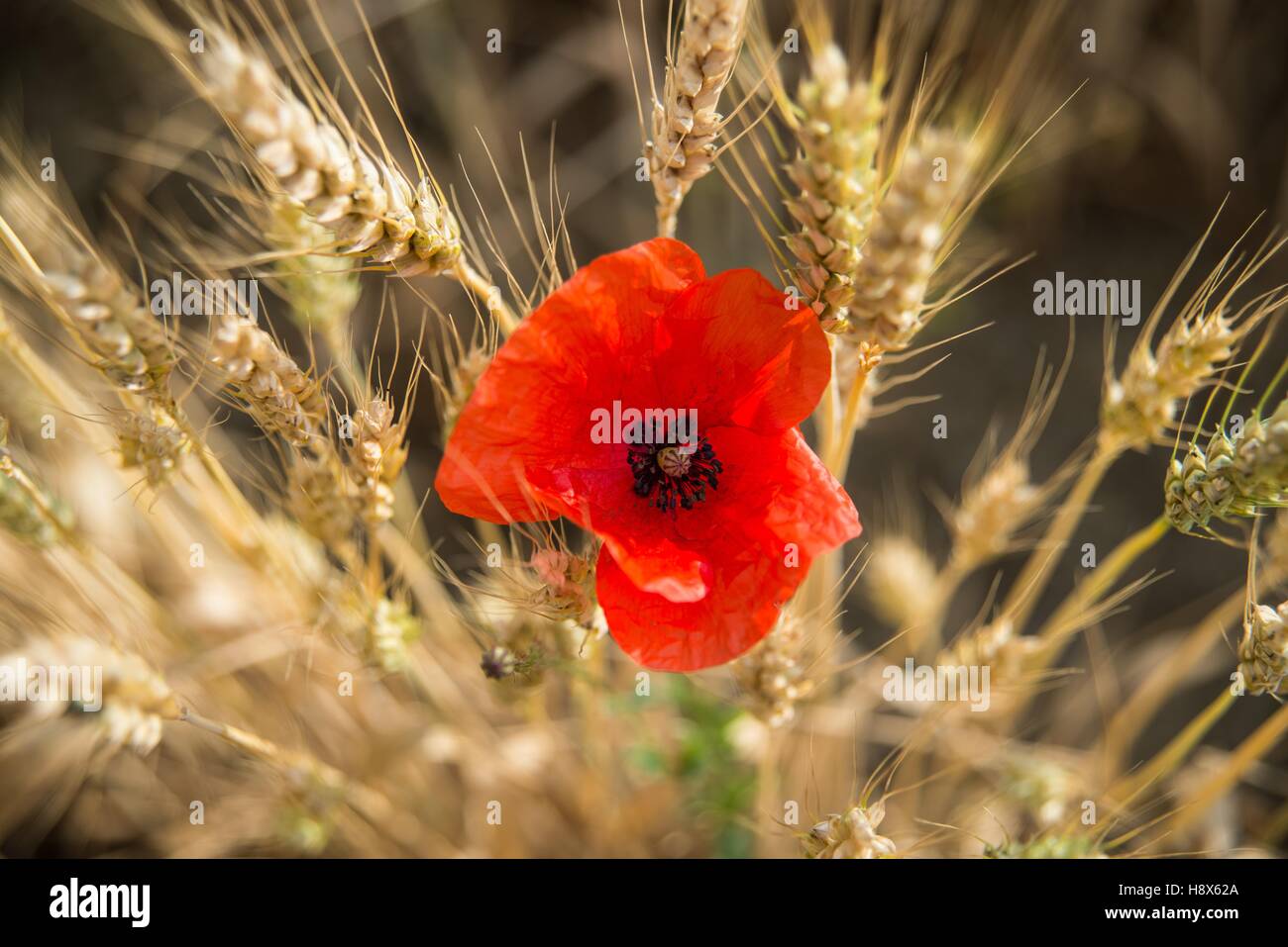 Poppy and ears of ripe wheat, France Stock Photo - Alamy