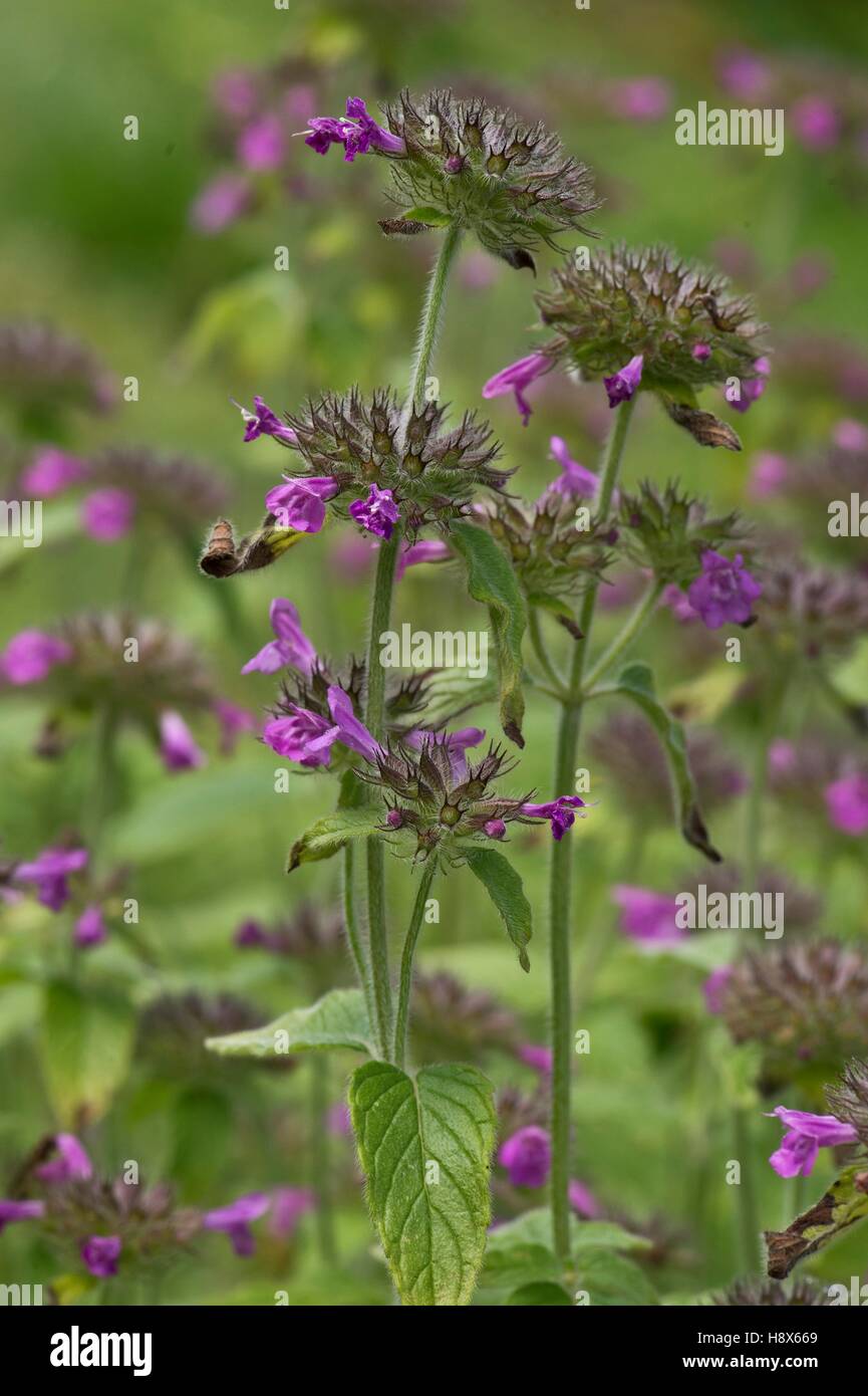 Wild Basil (Clinopodium vulgare). Allindelille Fredskov, Denmark in ...