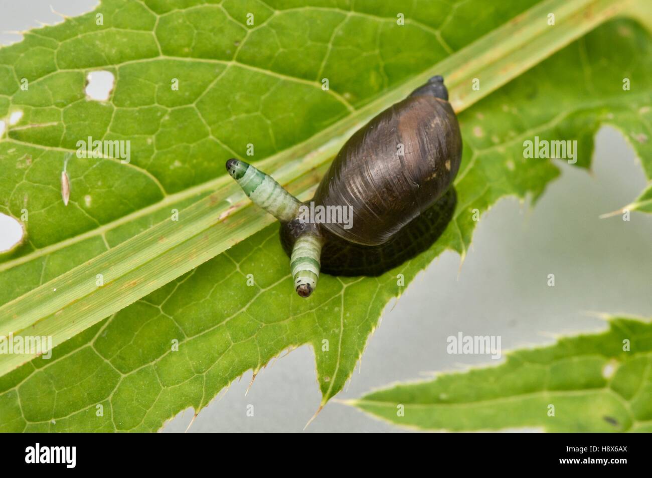 Leucochloridium Paradoxum Broodsac