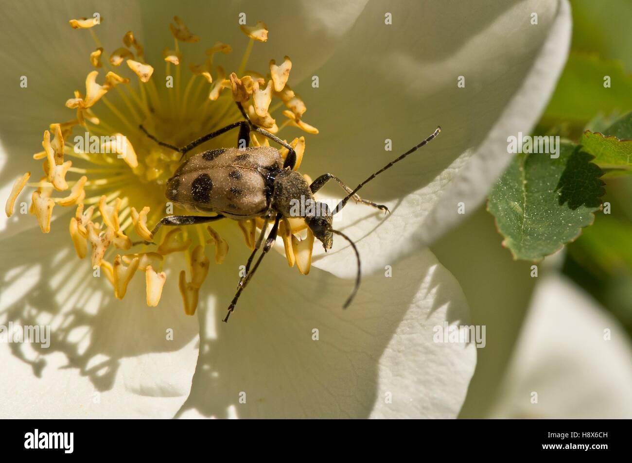 Longhorn Beetle (Pachytodes cerambyciformis) feeding in Rose. Toggerbo, Mols. Denmark in June Stock Photo