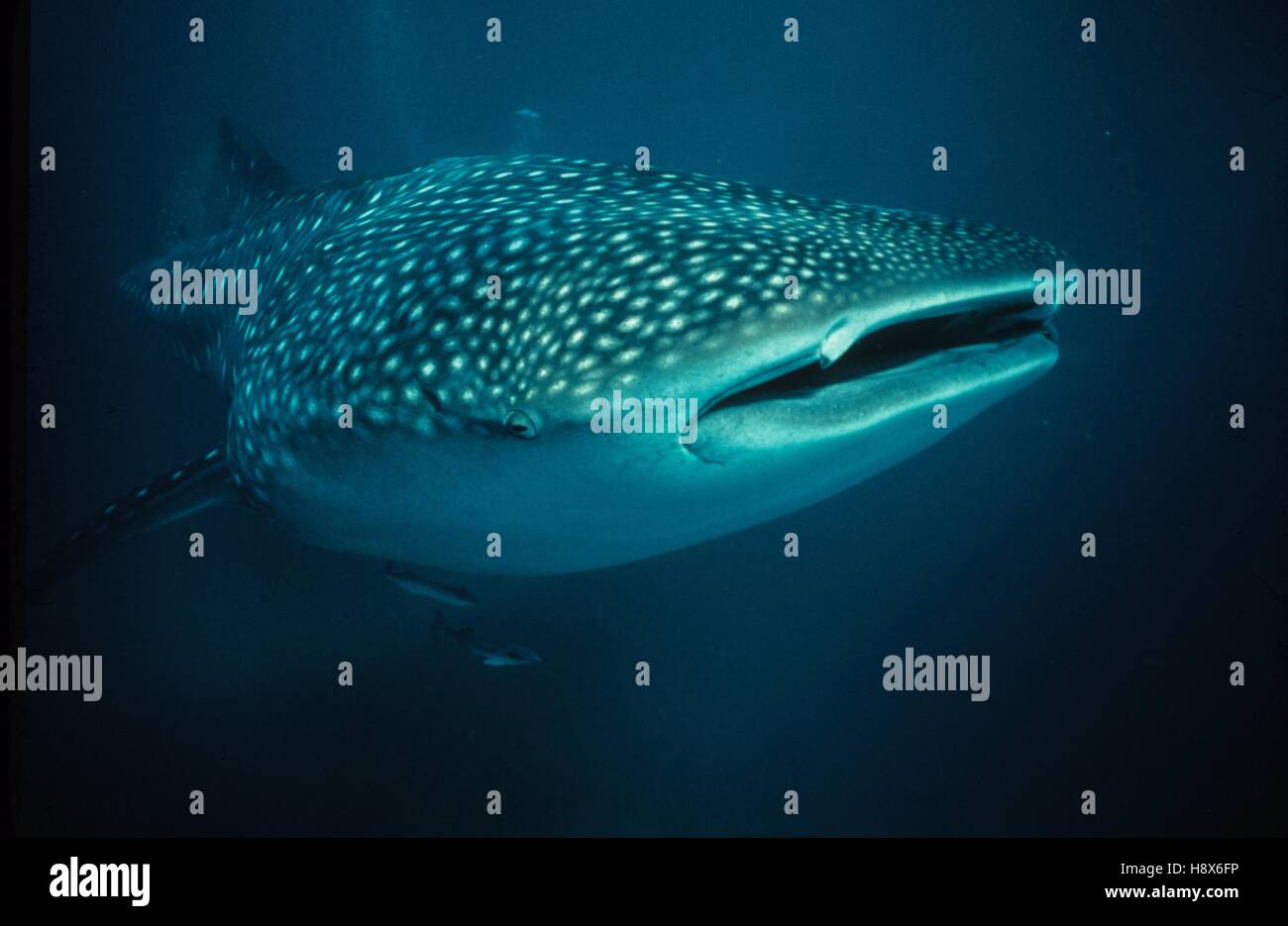 Whale Shark, Ningaloo Reef, Australia Stock Photo Alamy