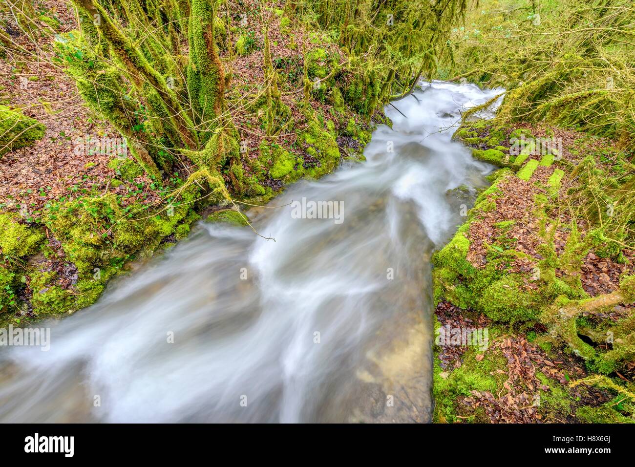 Stream of Armaille supplied with water after rainstorms and moss ...