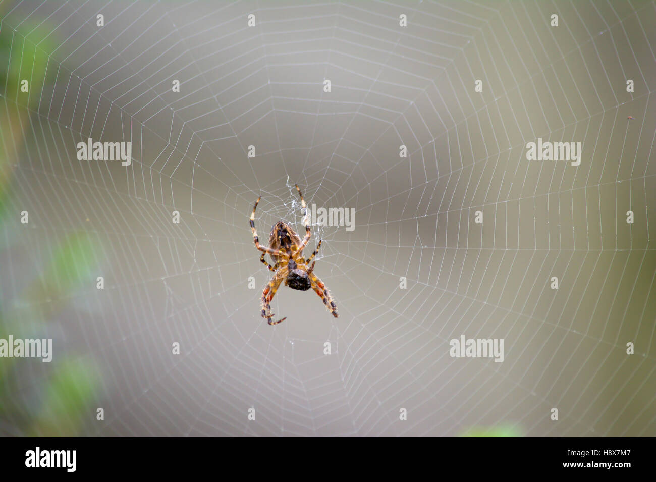 Spider sitting in the center of it`s web with blurred out background ...