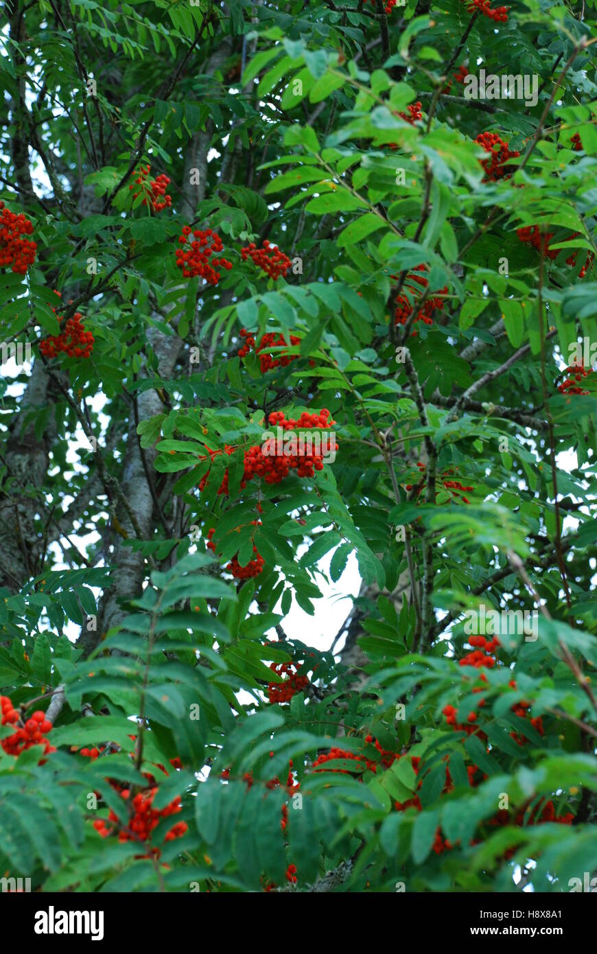 Rowan_tree hi-res stock photography and images - Alamy
