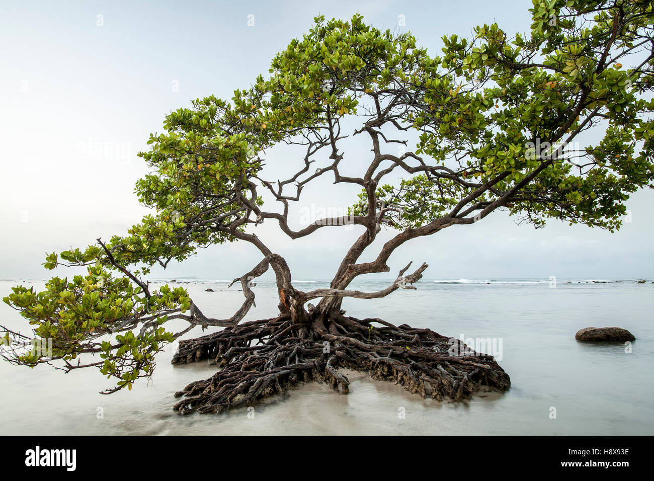 Tree on water, Ponce, Puerto Rico Stock Photo