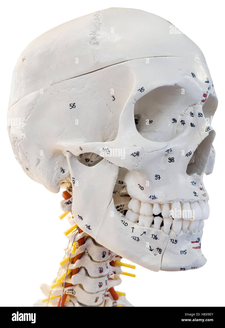 KEXIN Life-Size Human Head & Face Anatomy Model – Medical Teaching Tool, Plastic