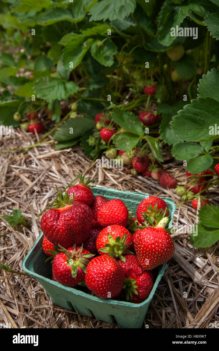 Freshly picked strawberries at a farm on Prince Edward Island Canada ...