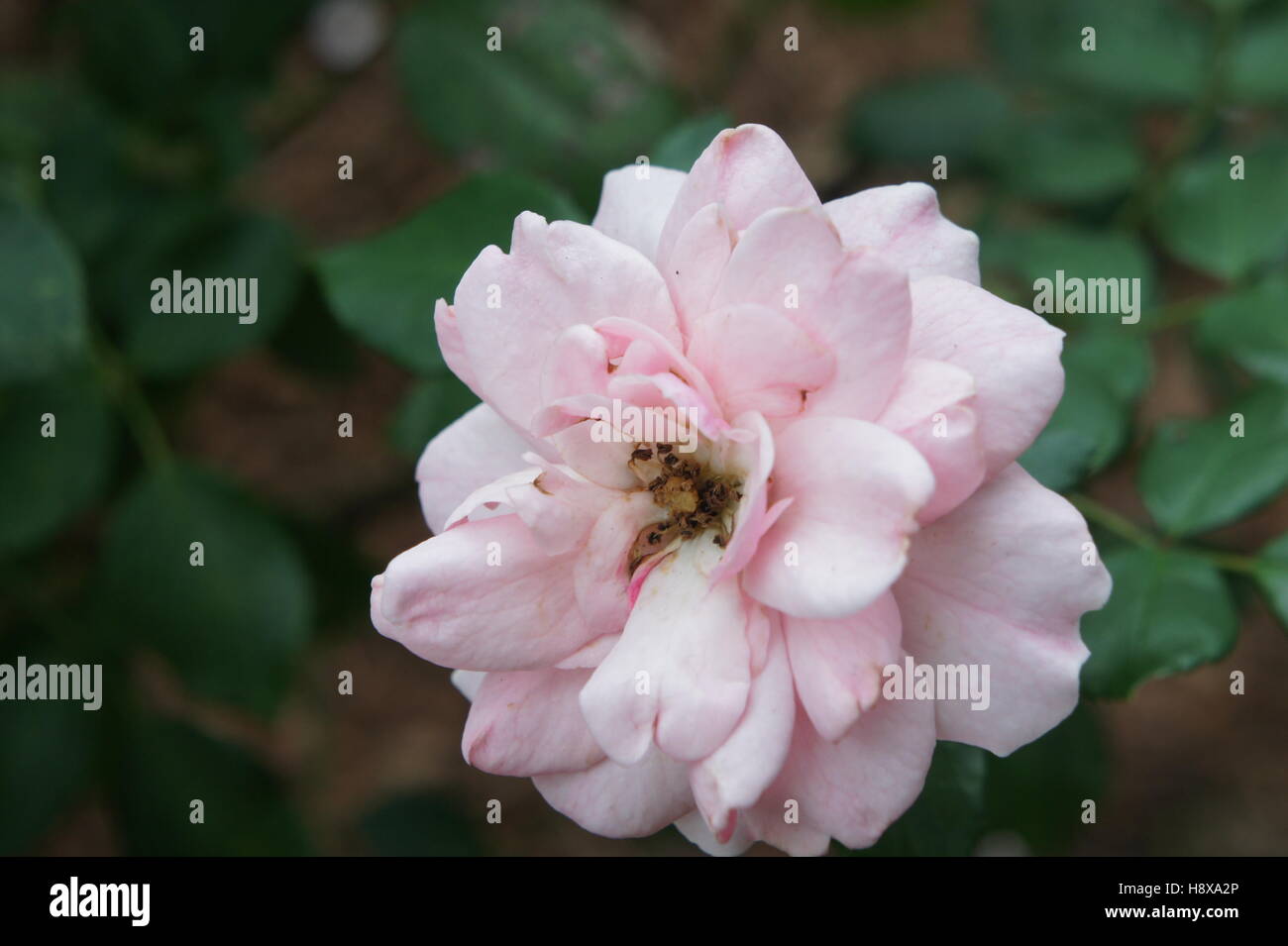 Pink Flower (peony) Stock Photo