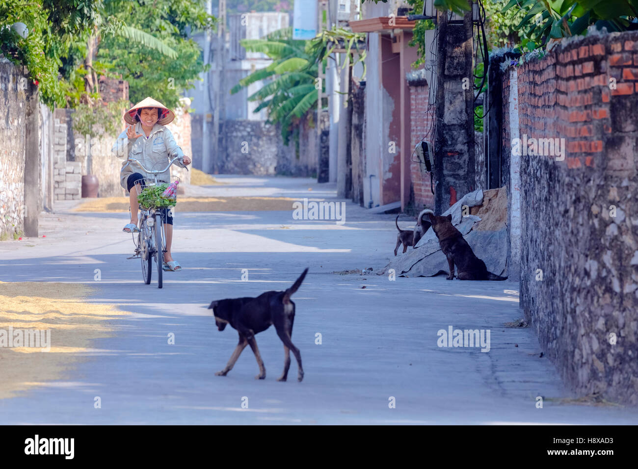 rural life in a village near Hanoi, Vietnam, Asia Stock Photo