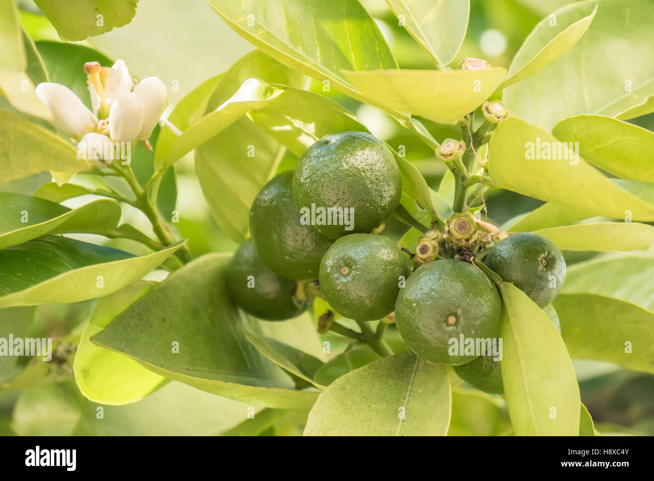 Under Ripe Orange Unripe orange growing in hi-res stock photography and images - Alamy