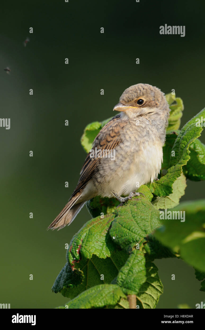 Red backed Shrike / Neuntoeter ( Lanius collurio ), fledged, young bird, sitting on top of green bushes, watching for food. Stock Photo