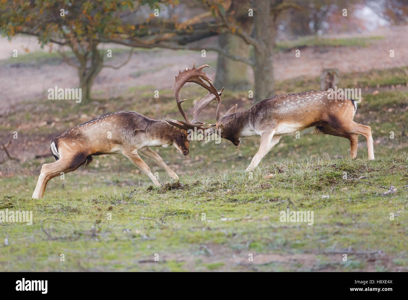 two fallow deer bucks fighting during the rutting season Stock Photo
