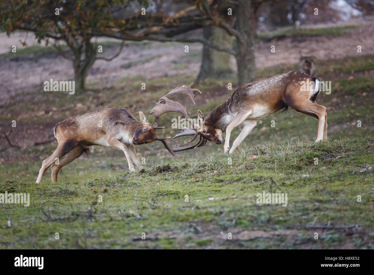 two fallow deer bucks fighting during the rutting season Stock Photo