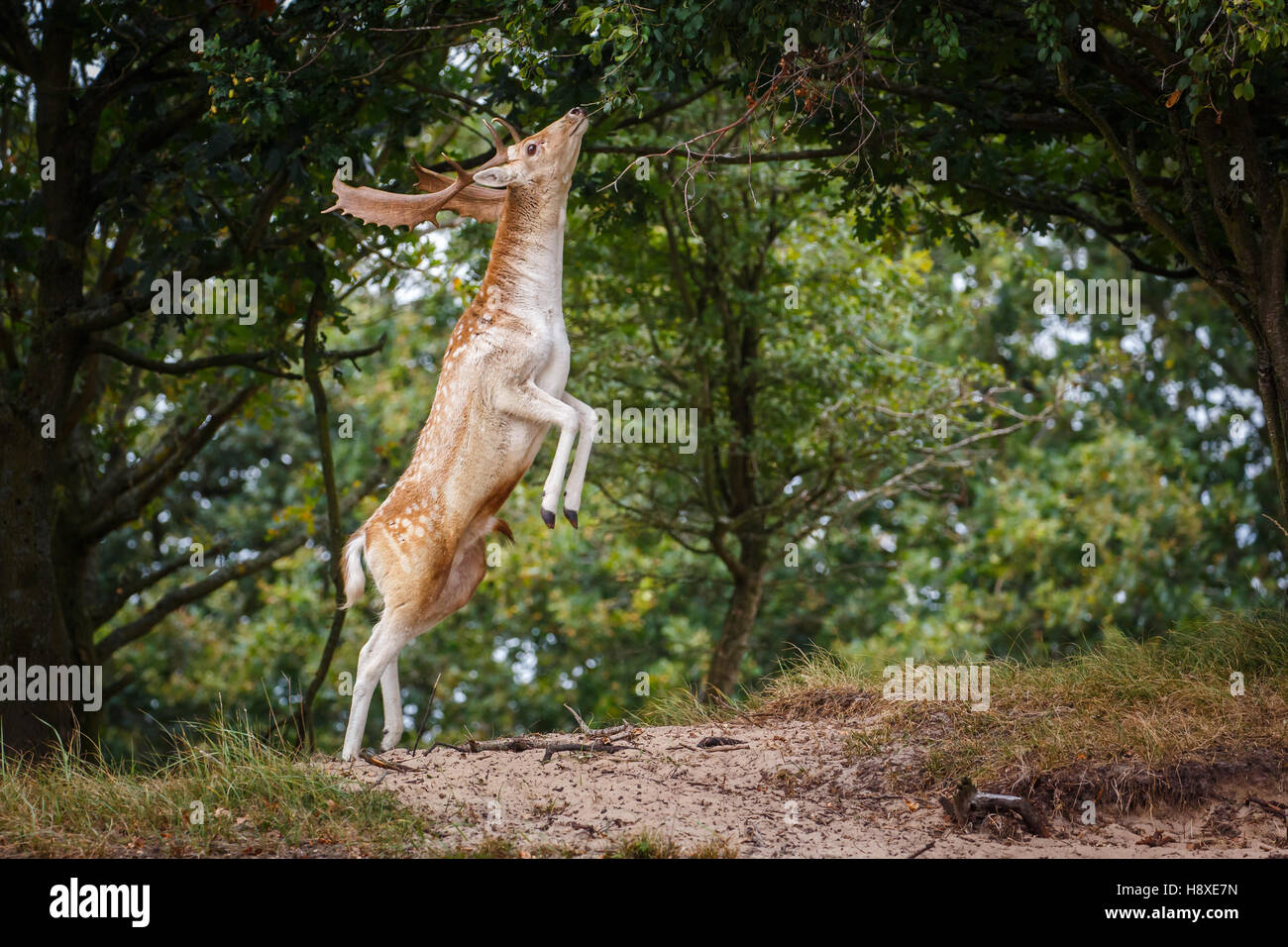 fallow deer eating from a tree Stock Photo Alamy