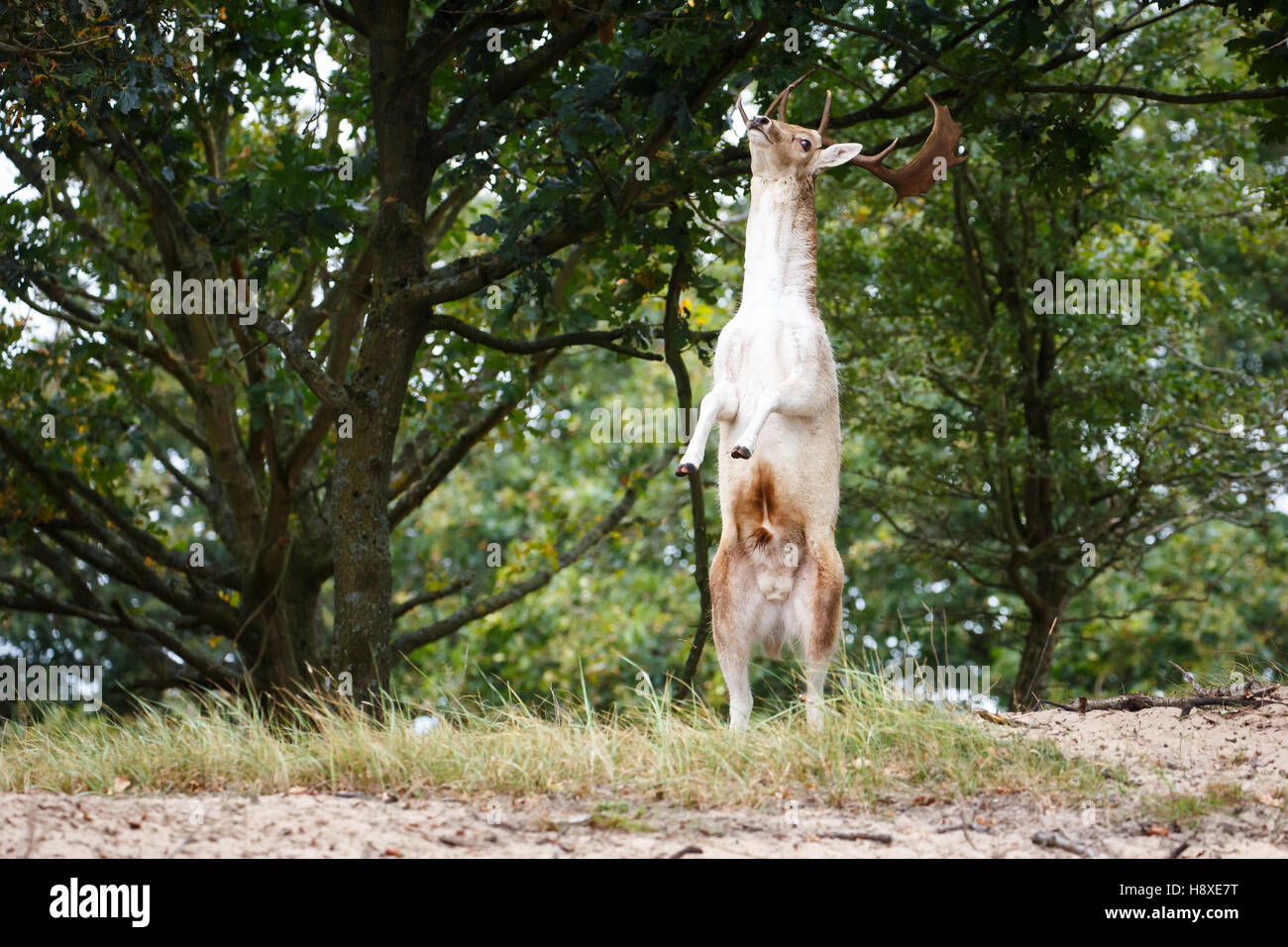 fallow deer eating from a tree Stock Photo