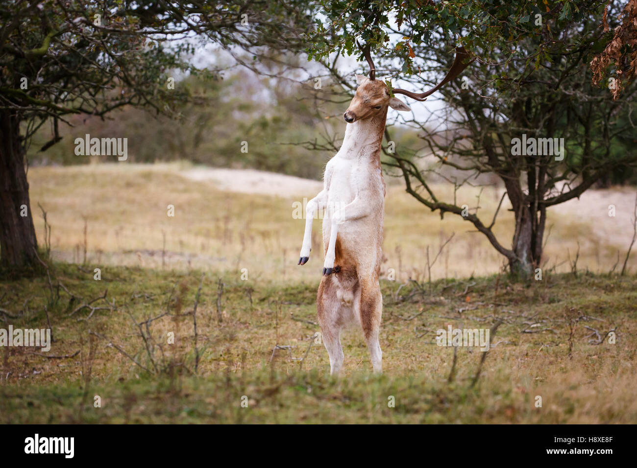 fallow deer eating from a tree Stock Photo