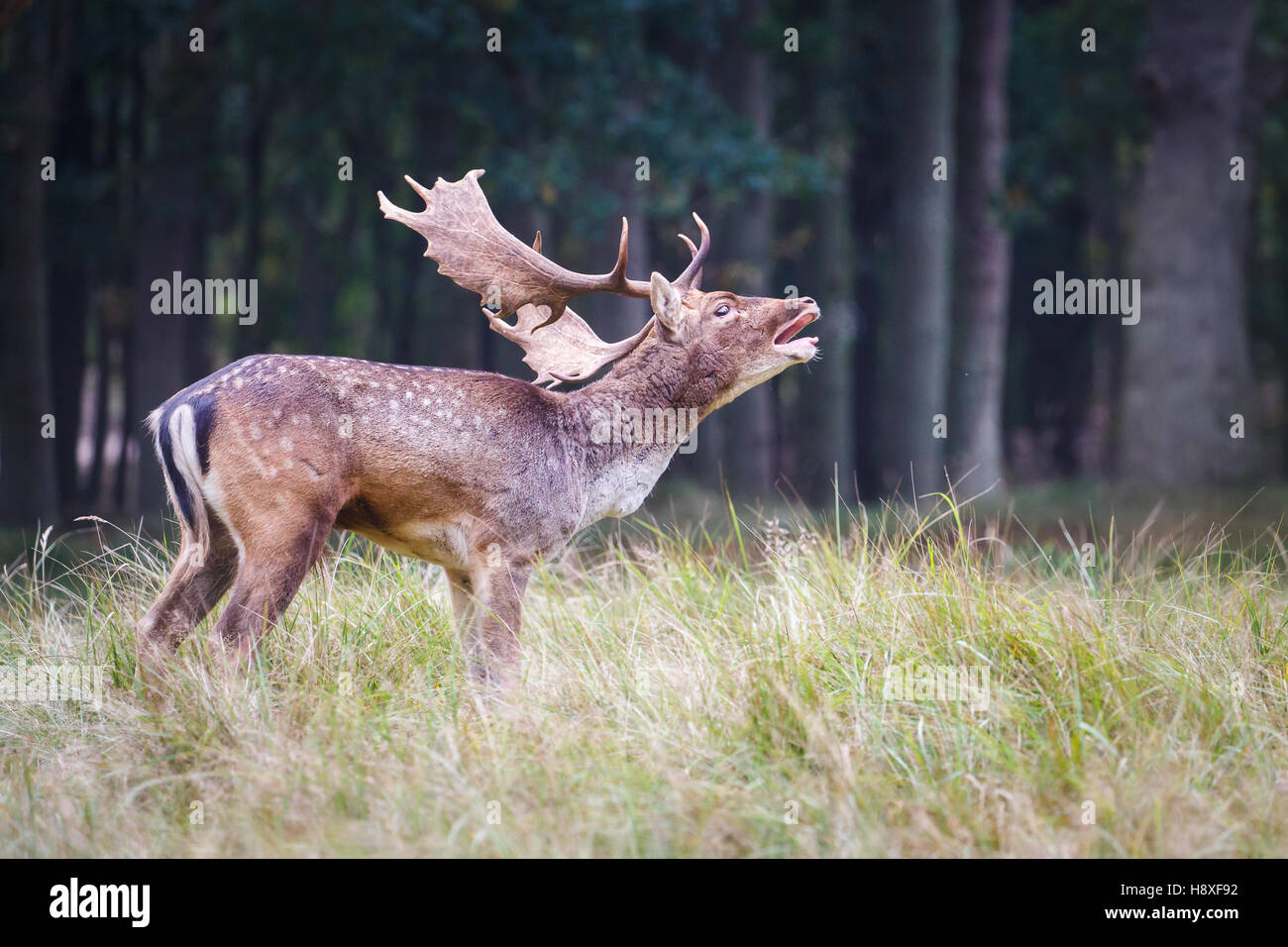 fallow deer during the rutting season Stock Photo