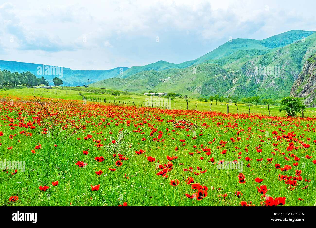 The Bright Colored Meadow Is The Best Place To Relax On The The Bright Colored Meadow Is The Best Place To Relax On The