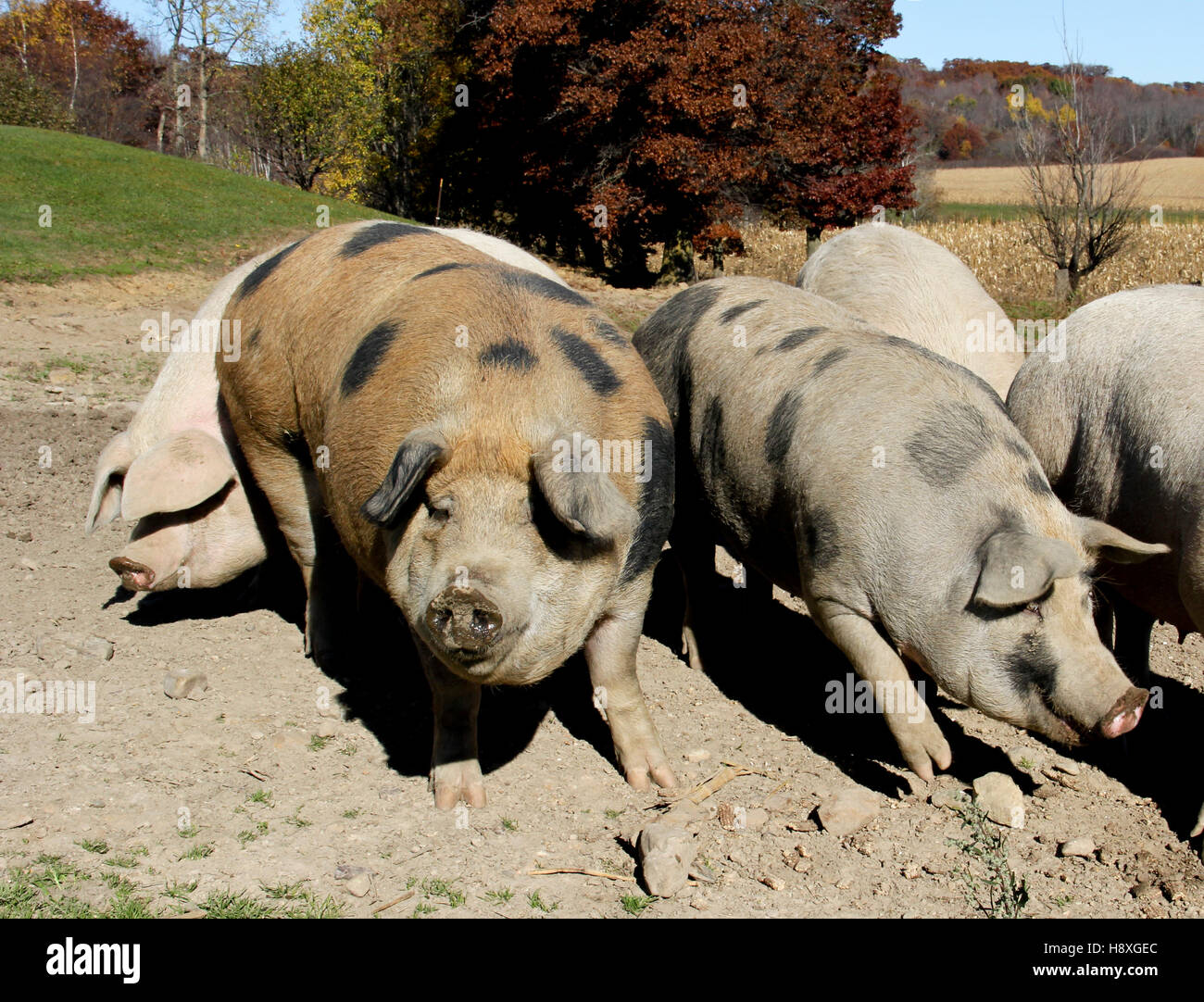Several farm pigs rooting in a hog pen Stock Photo Alamy