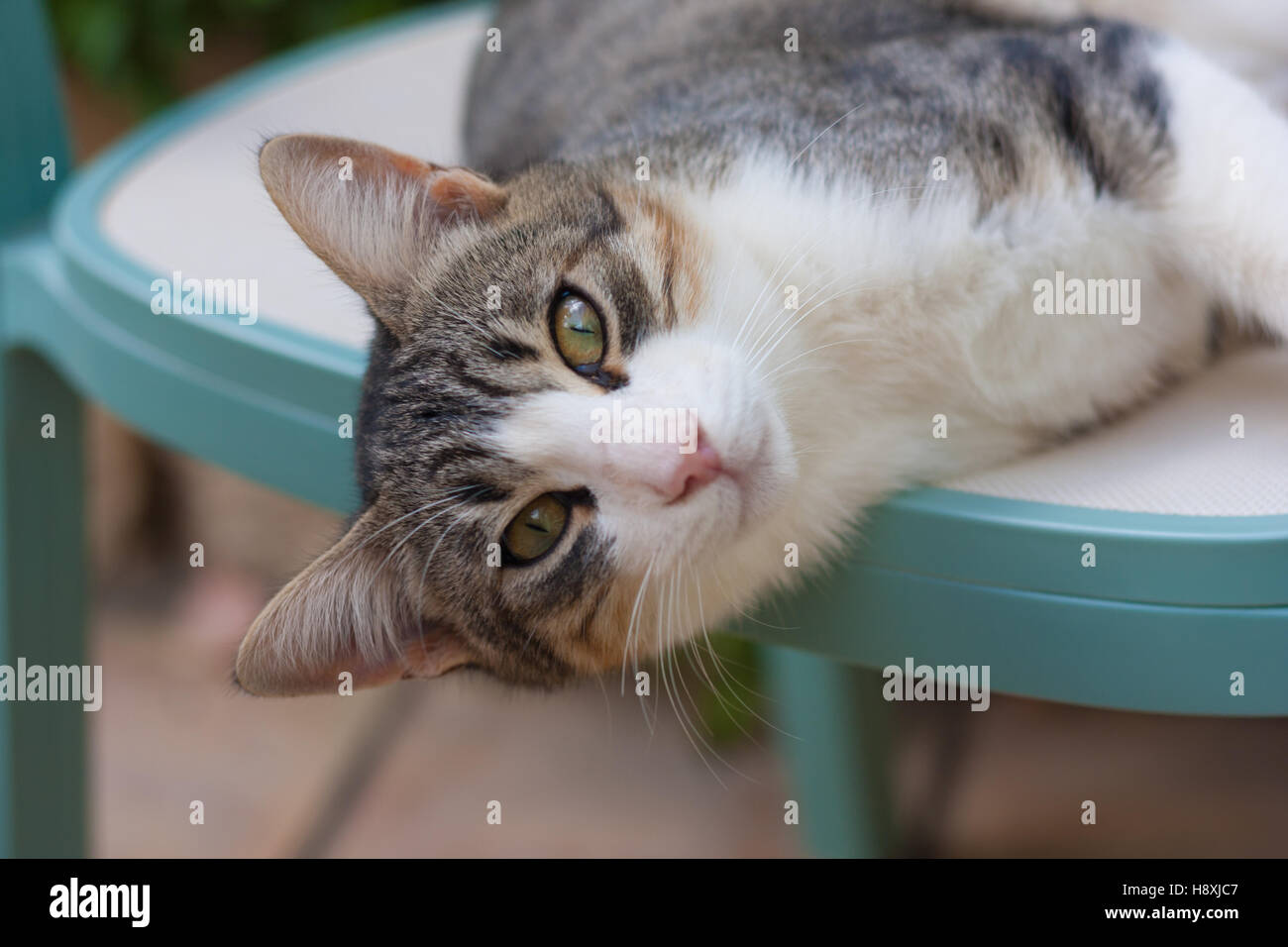 relaxed cat Stock Photo Alamy