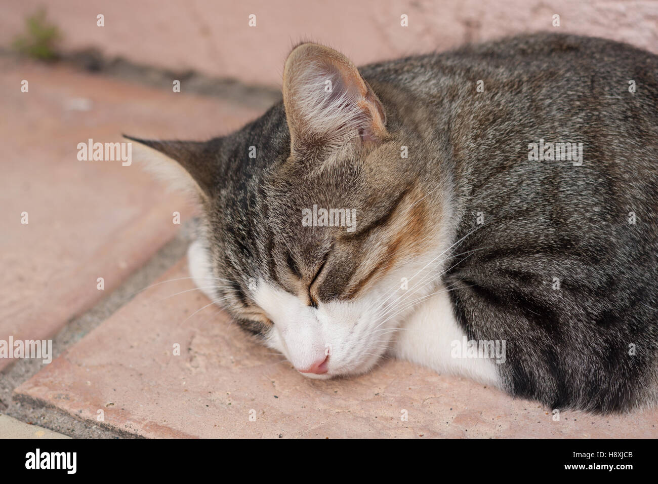Close up sleeping cat hi-res stock photography and images - Alamy