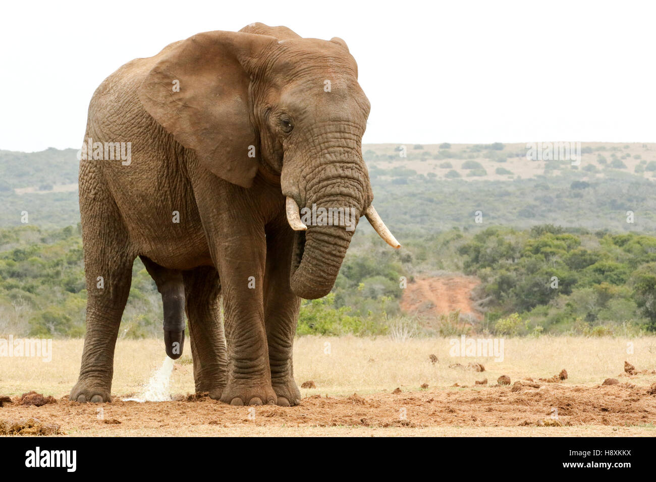 Bush Elephant standing with his head down - please need some privacy. Stock Photo