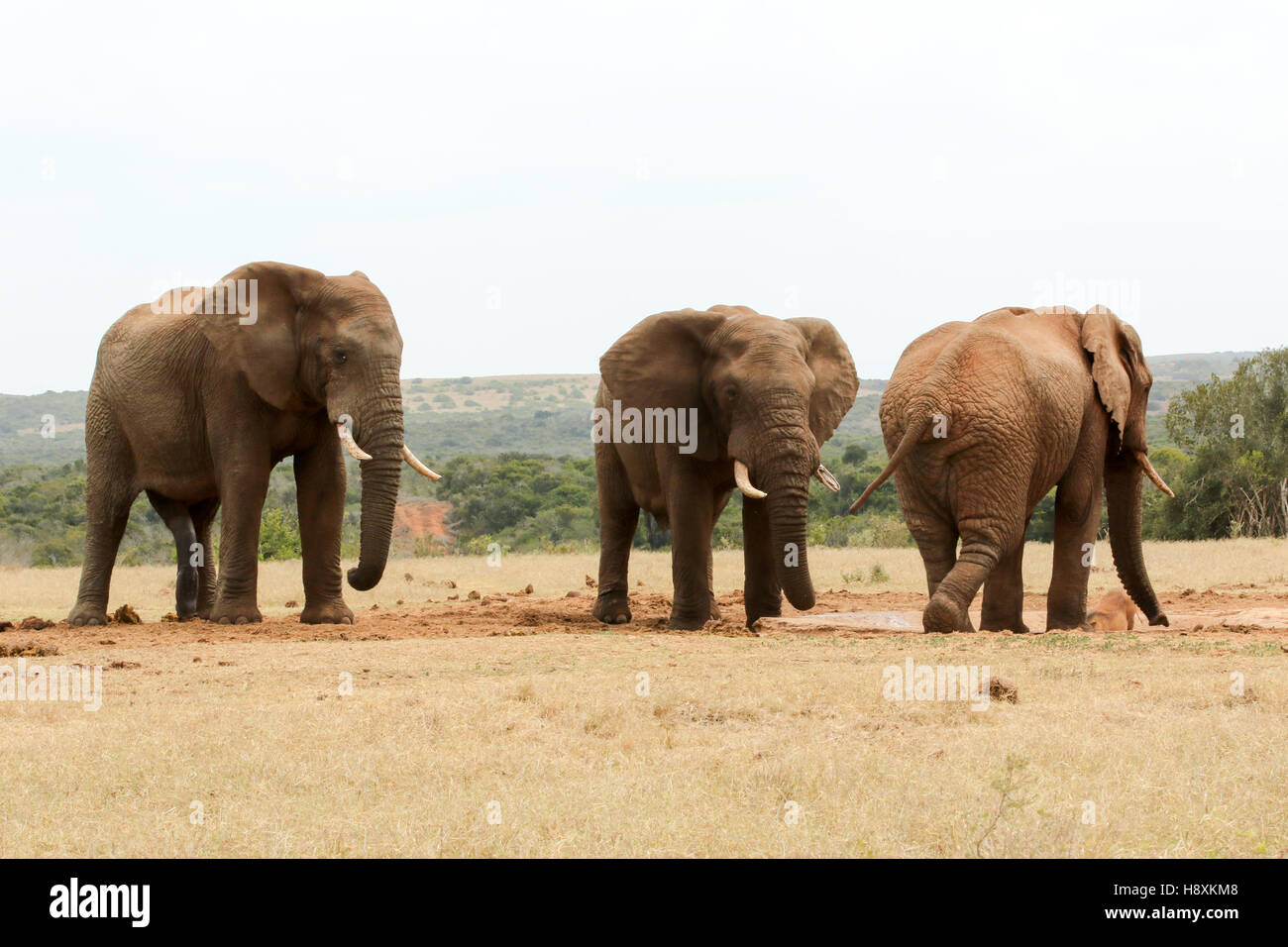 Bush Elephant showing who's the boss at the watering hole Stock Photo