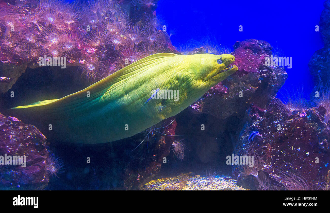 Green moray moray with cleaner fish and corals Stock Photo