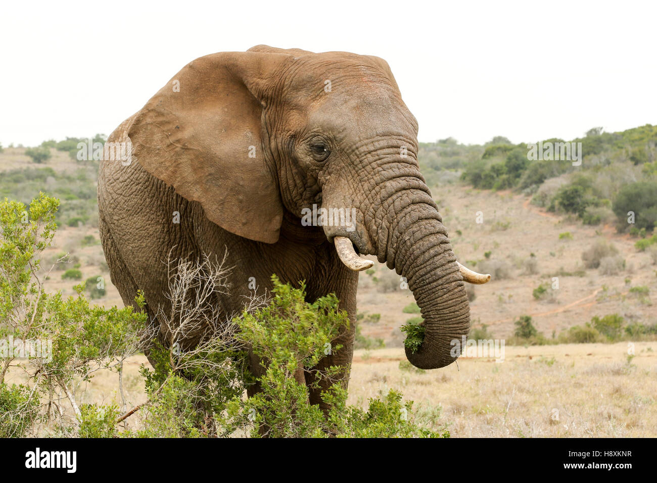 Bush Elephant standing behind the bushes and eating his grass. Stock Photo